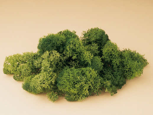 Icelandic moss green Auhagen 76651