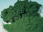 Moss foam foliage green fine Auhagen 76981