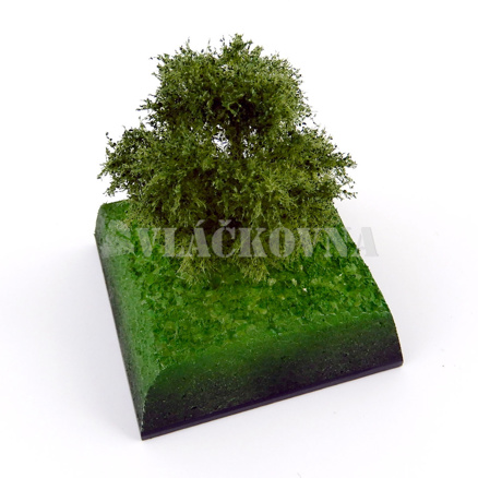 Olše 10cm