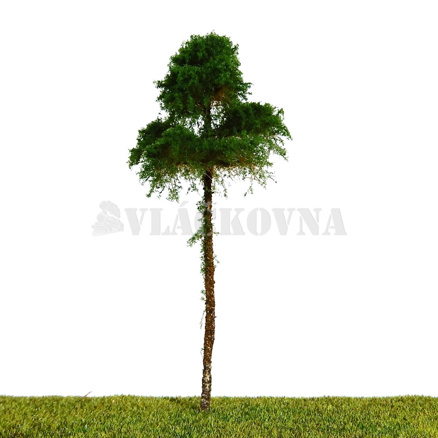 Borovice 11cm