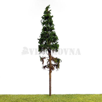 Smrk s kmenem 23cm