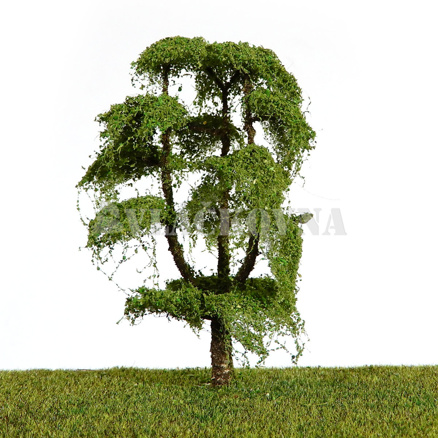 Lípa 9cm